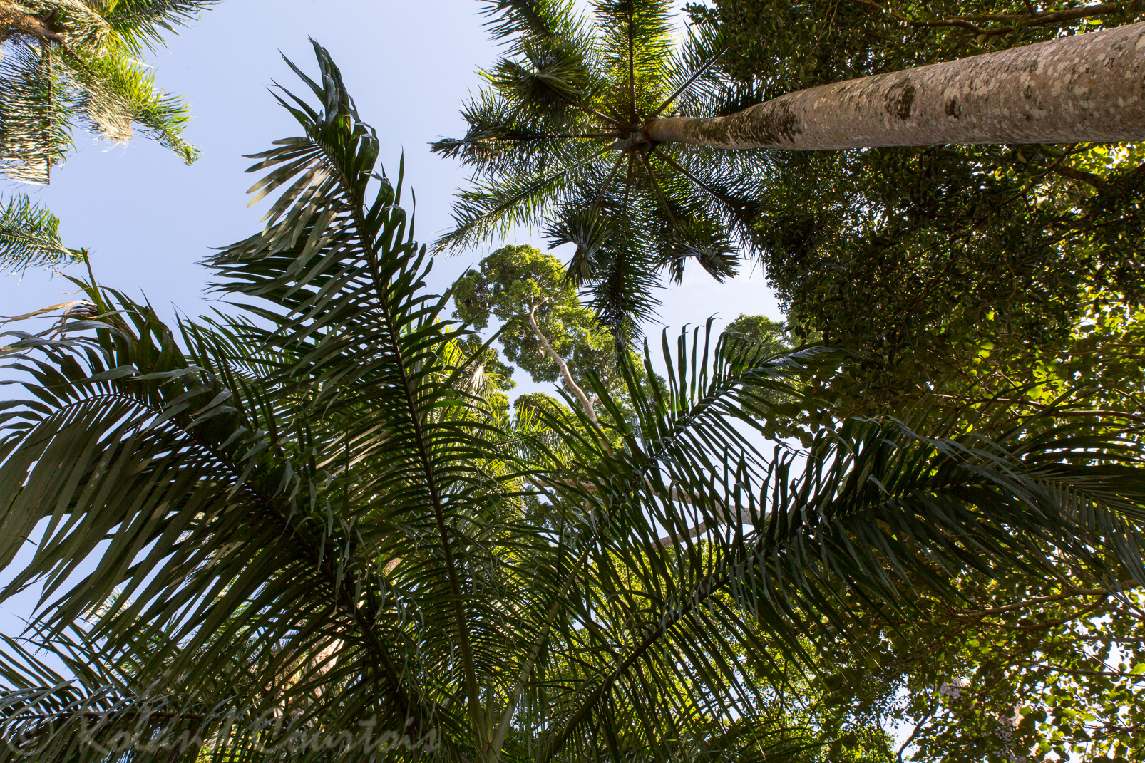 Jardin botanique de Peradeniya. Une magnifique allée de palmiers royaux plantés en 1950.
