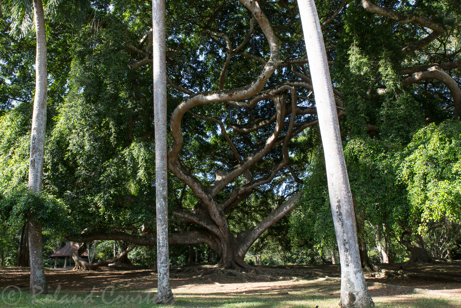 Jardin botanique de Peradeniya. Magnifique Ficus Benjamina