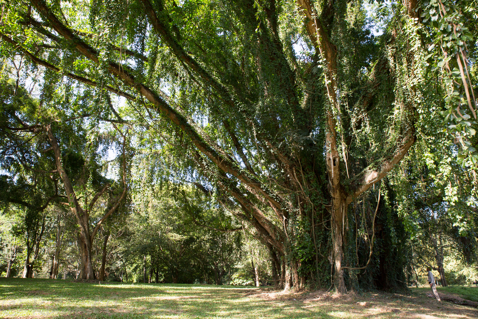 Jardin botanique de Peradeniya