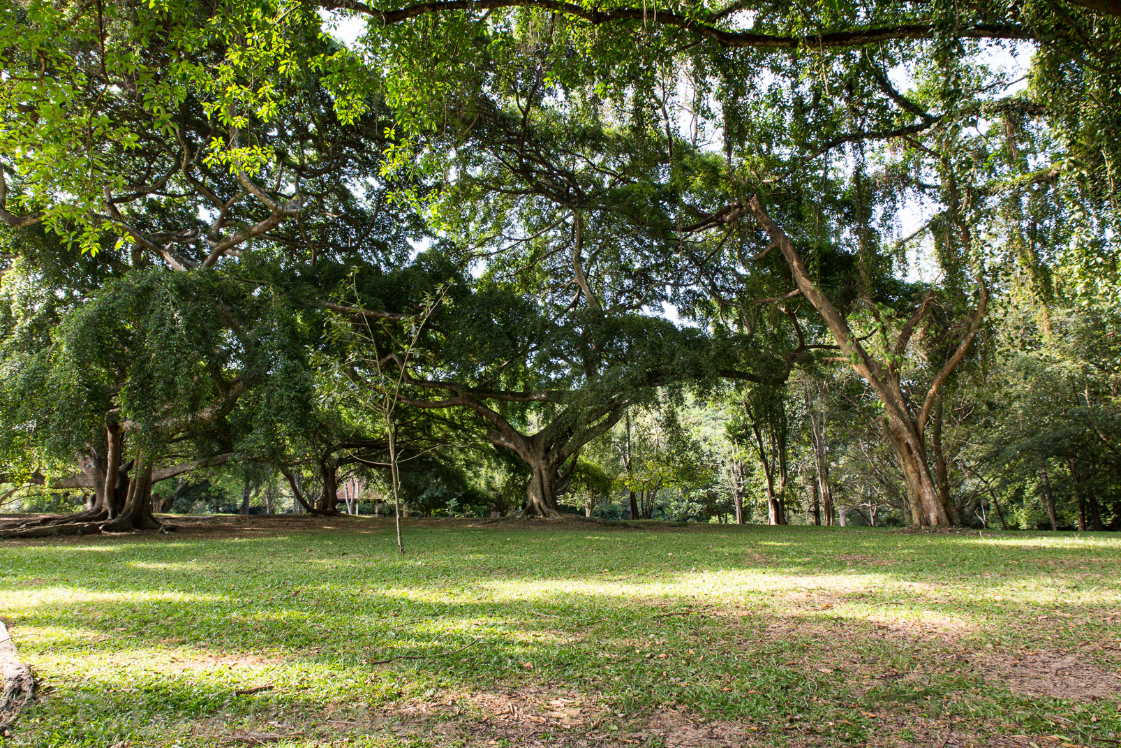 Jardin botanique de Peradeniya