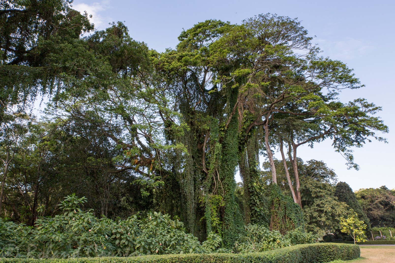 Jardin botanique de Peradeniya