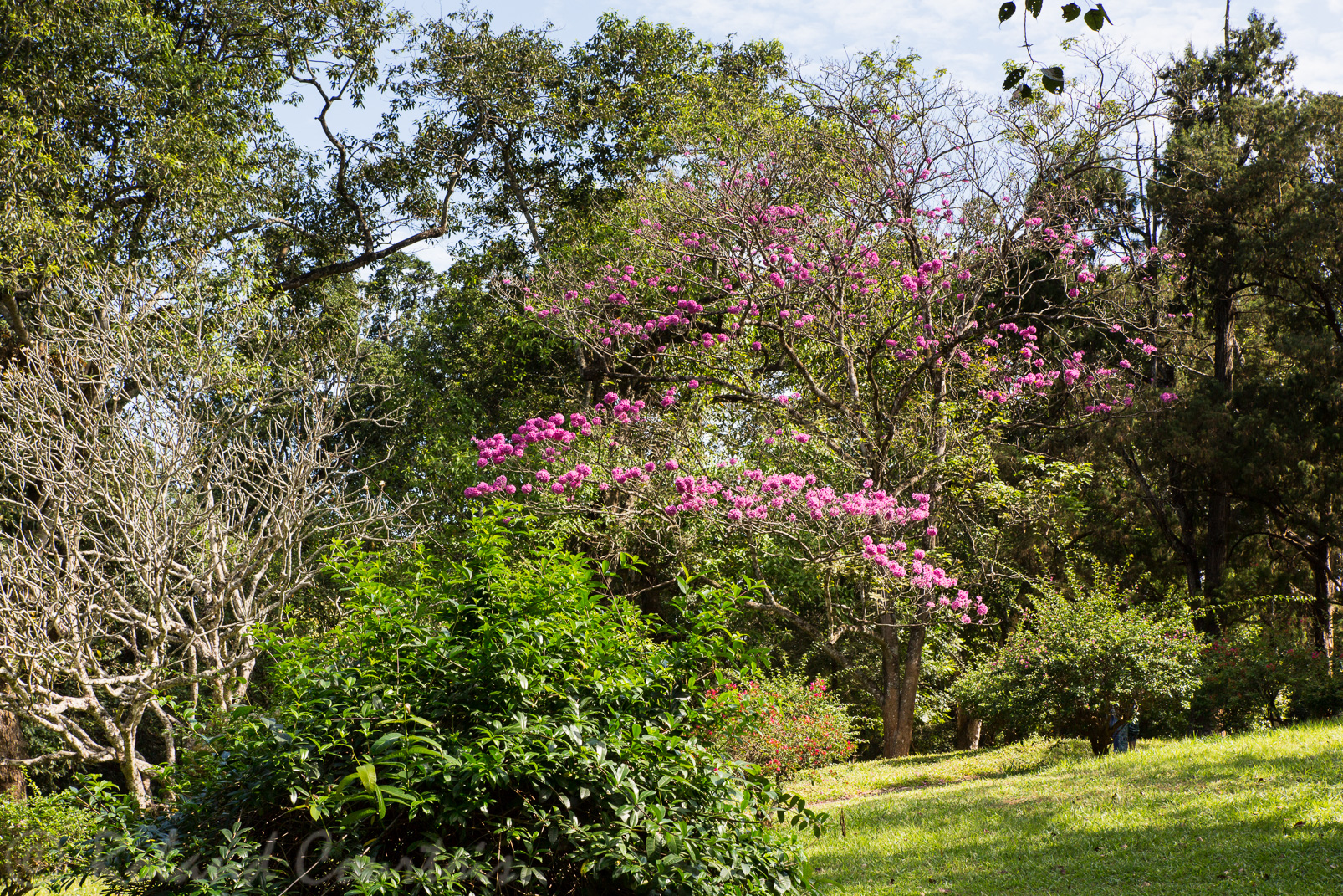 Jardin botanique de Peradeniya