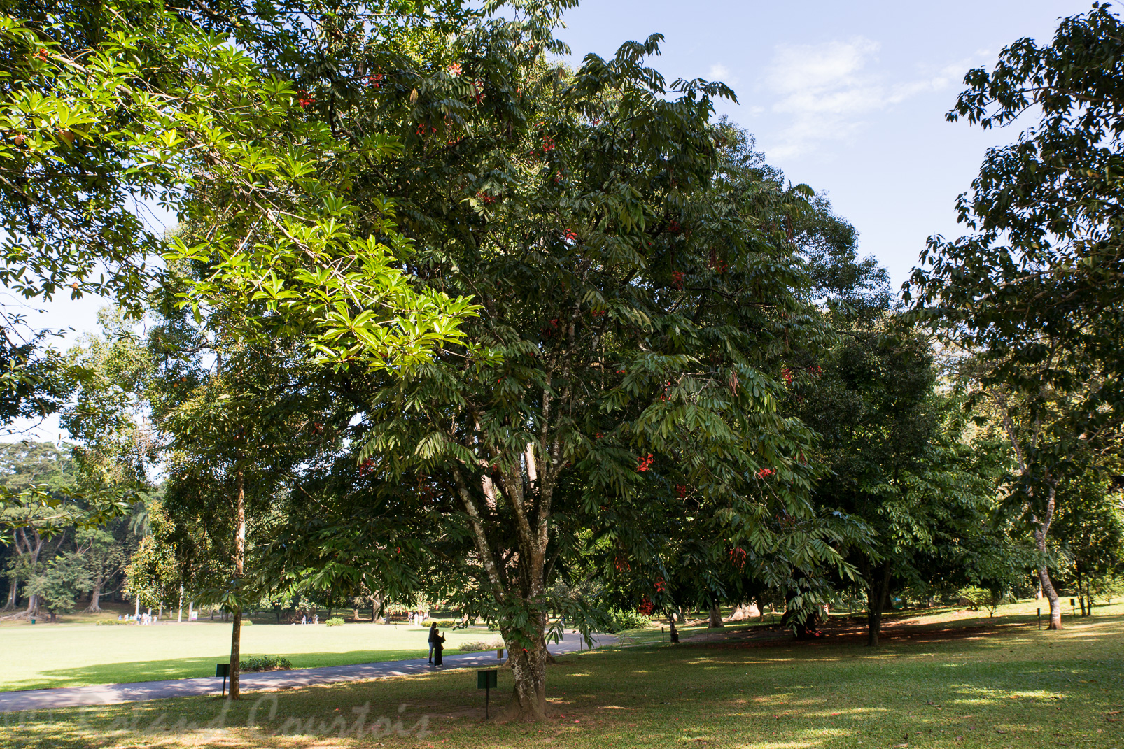 Jardin botanique de Peradeniya. De nombreux arbres ont été plantés à l’occasion de visites de personnages célèbres, comme le roi Albert 1er.