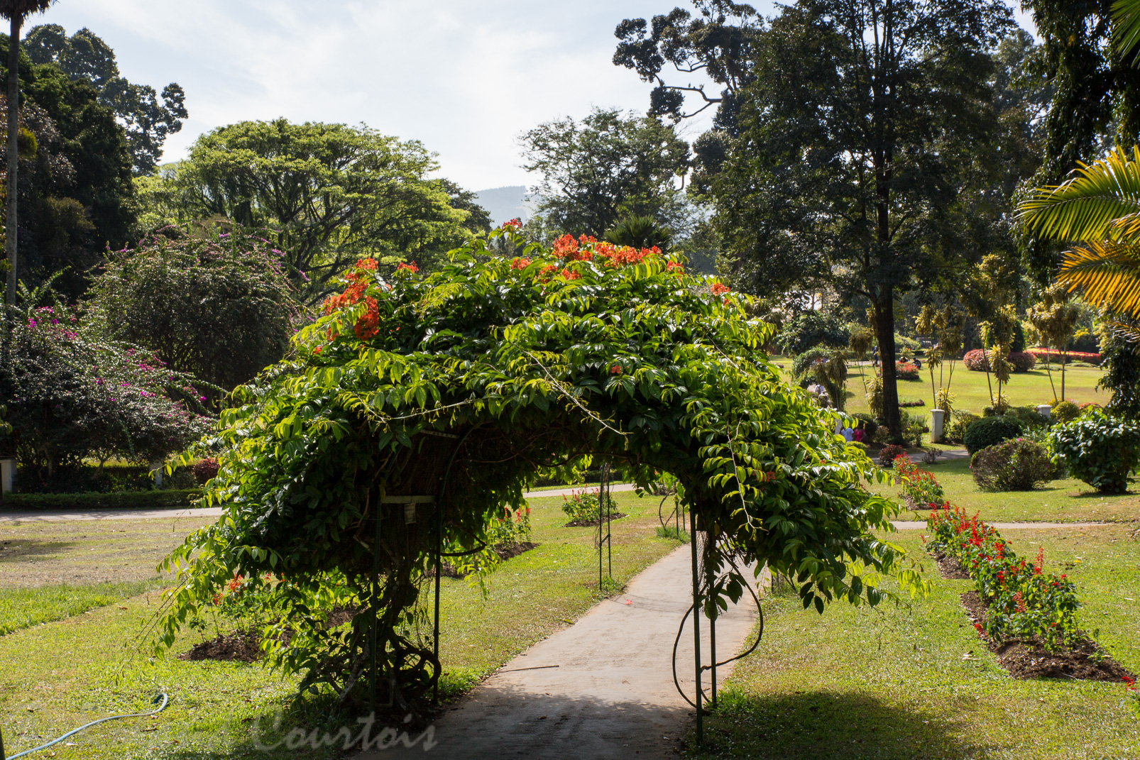 Jardin botanique de Peradeniya