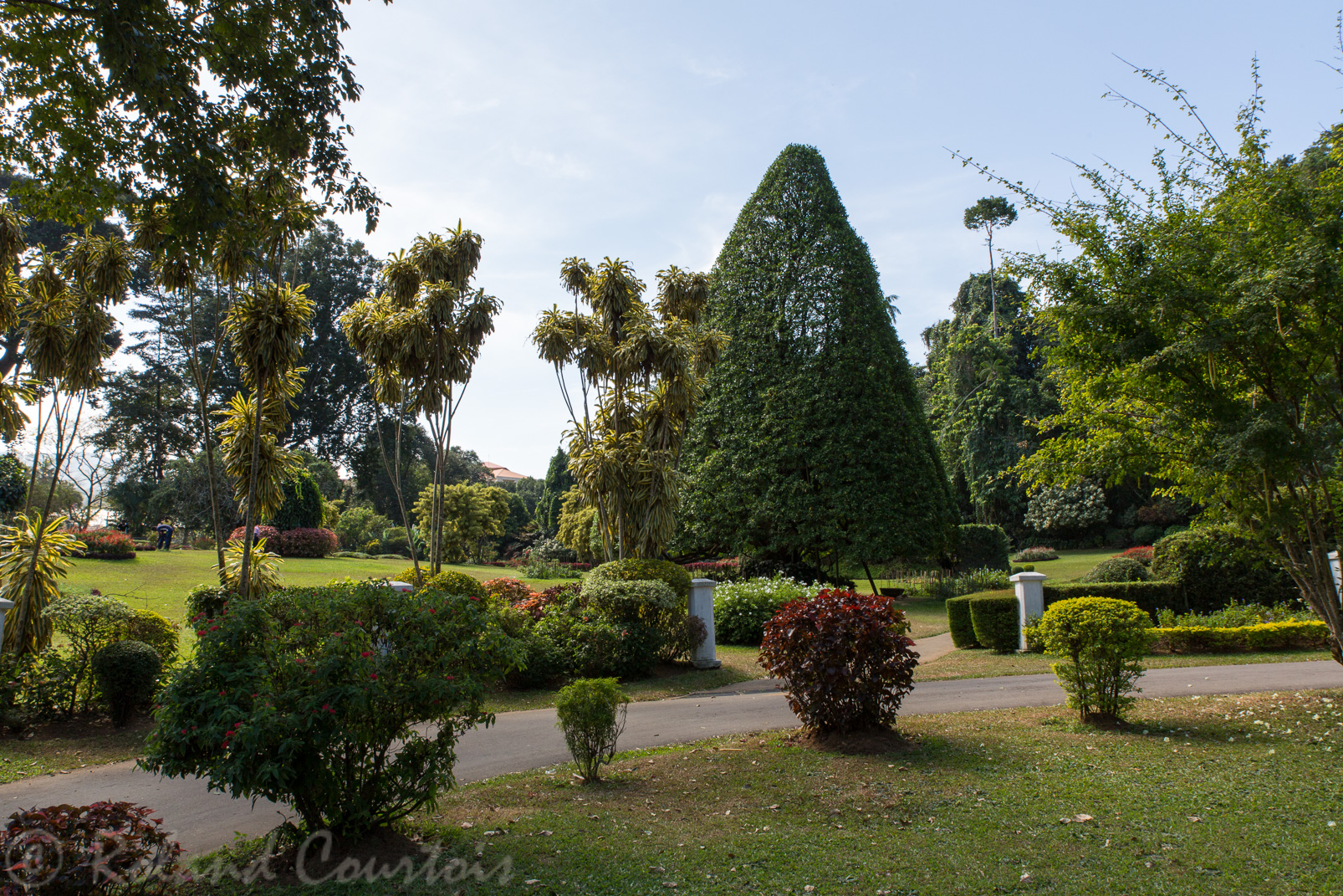 Jardin botanique de Peradeniya