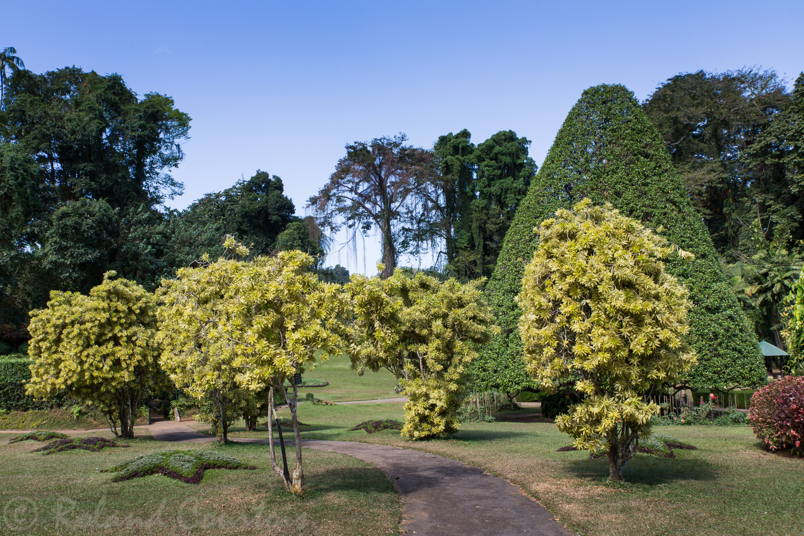 Jardin botanique de Peradeniya