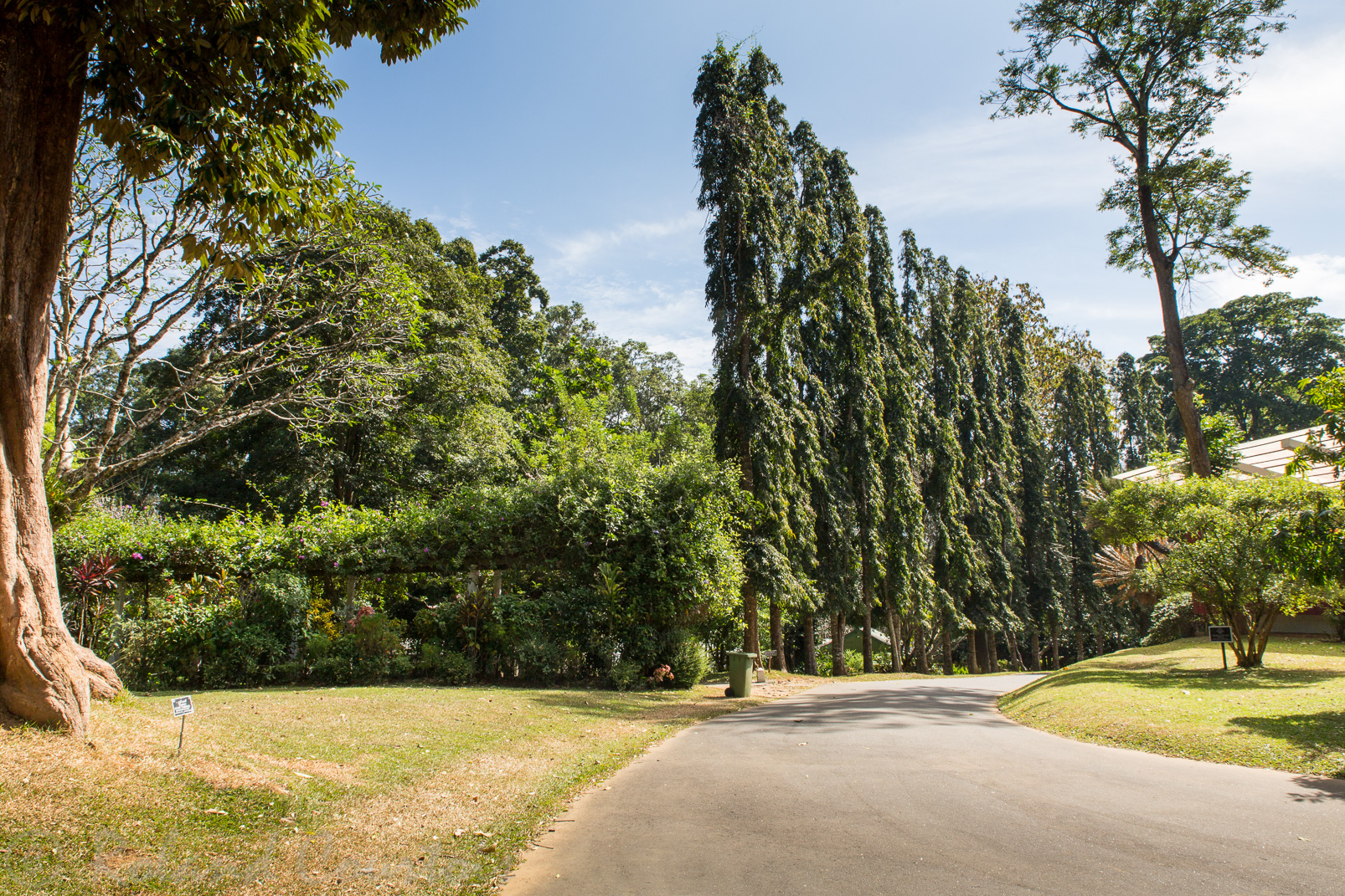 Jardin botanique de Peradeniya