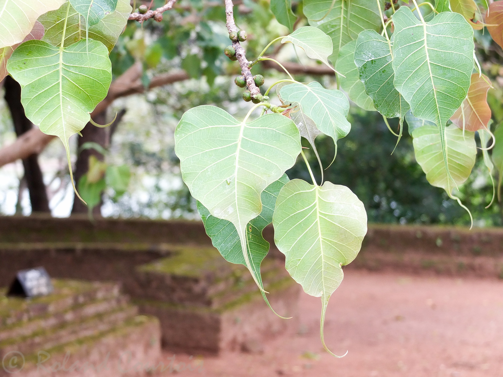 Nalanda Gegide. Très belles feuilles d'un arbre de la bodhi (Ficus religiosa).