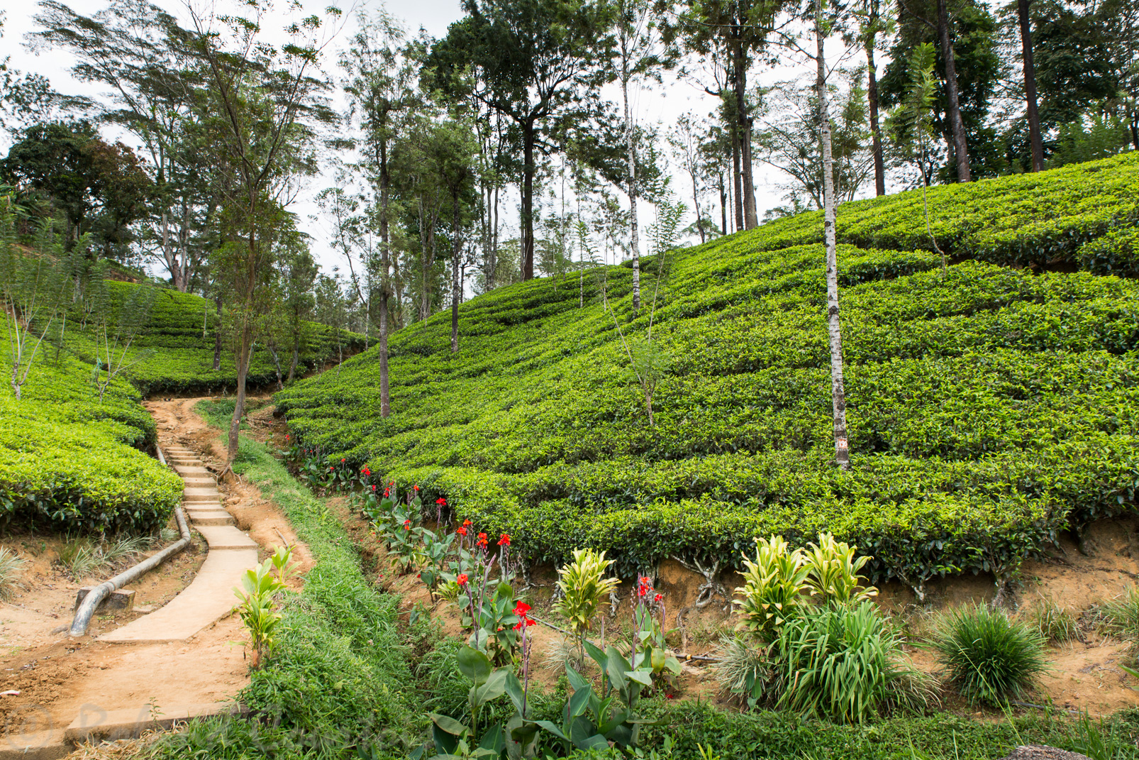 Plantation de thé