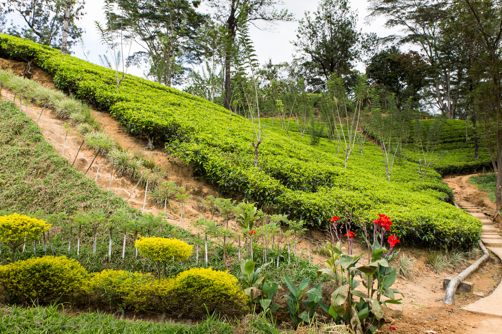 Plantation de thé