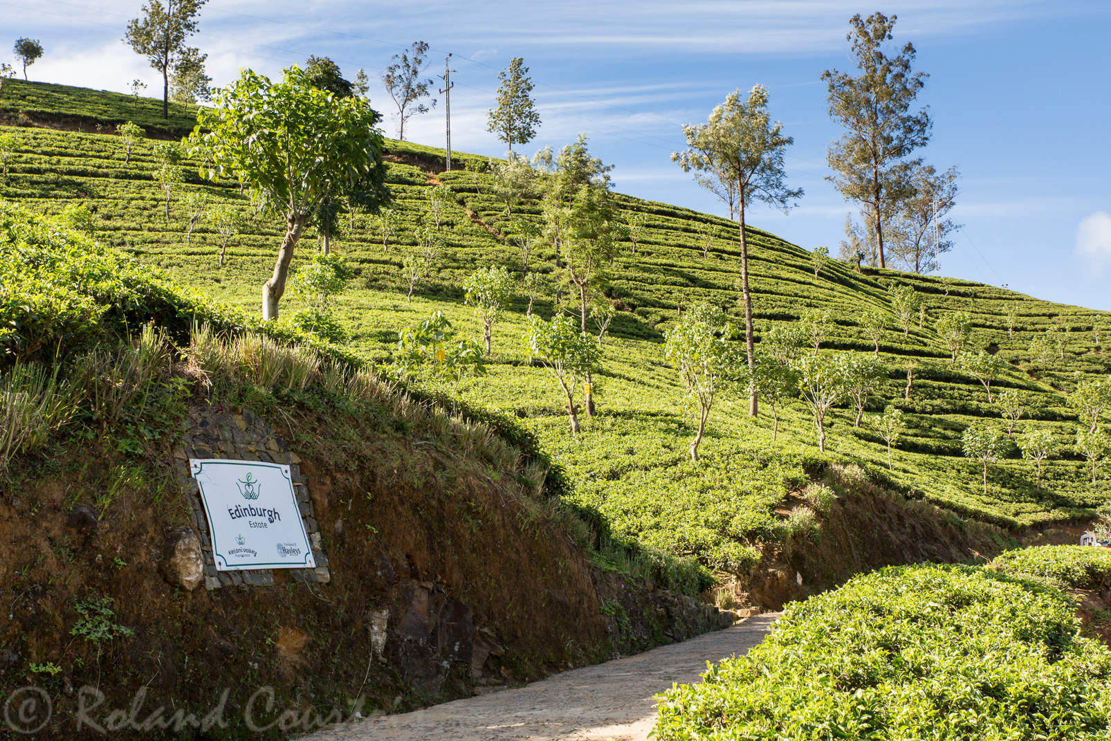 Plantation de thé