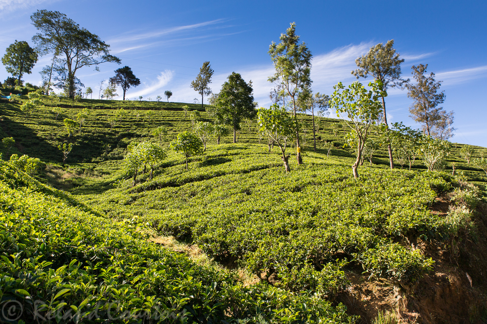 Plantation de thé