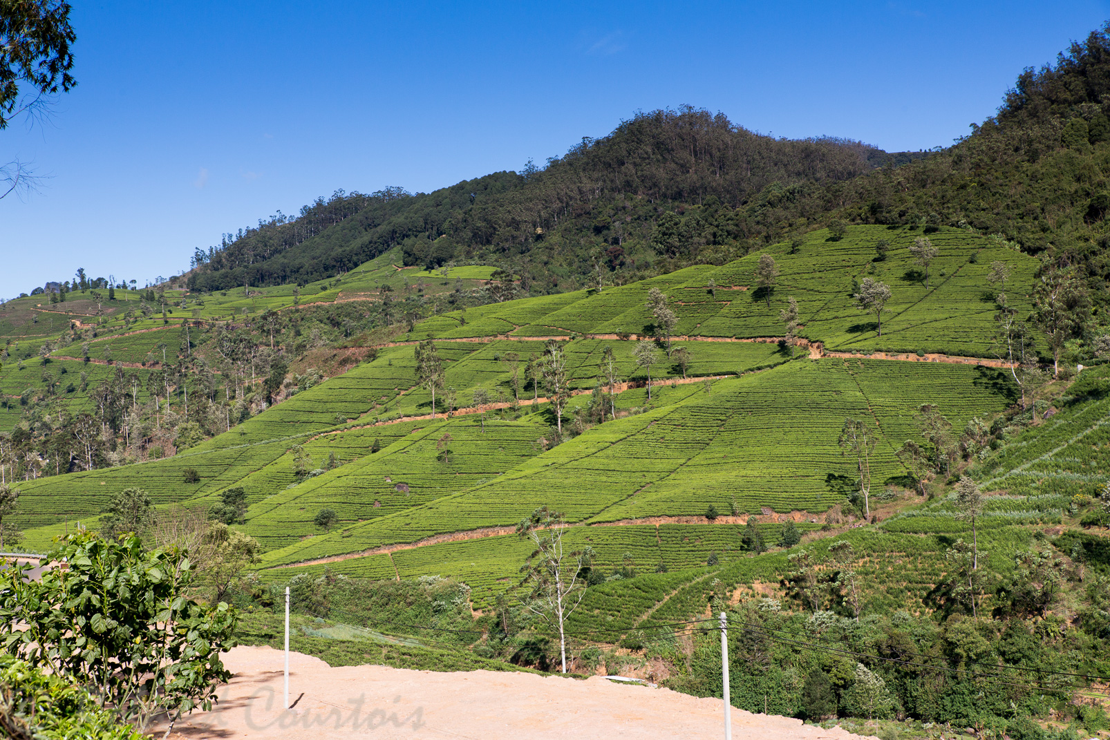 Plantation de thé