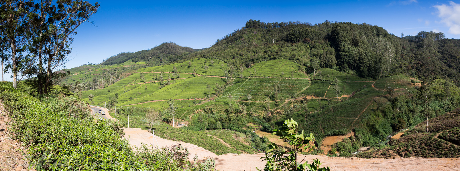 Plantation de thé