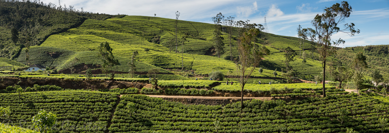 Plantation de thé