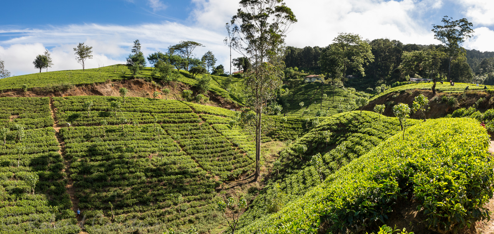 Plantation de thé