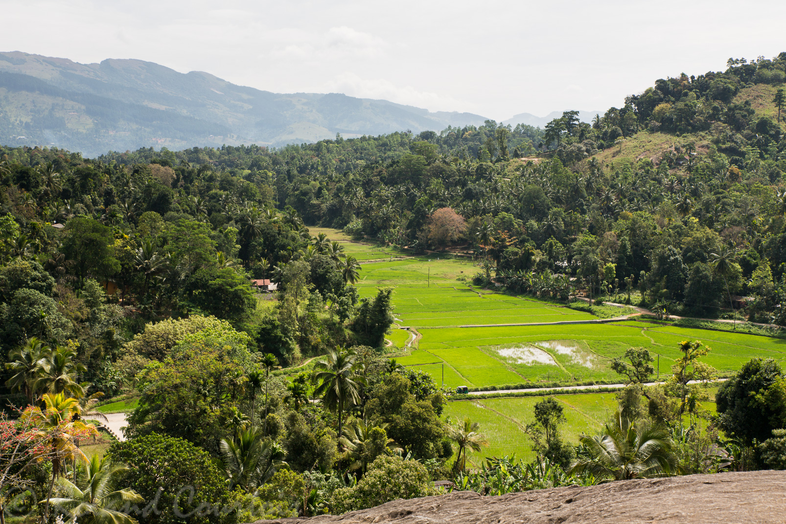 Au pied du temple de Lankatilake, de belles rizières.