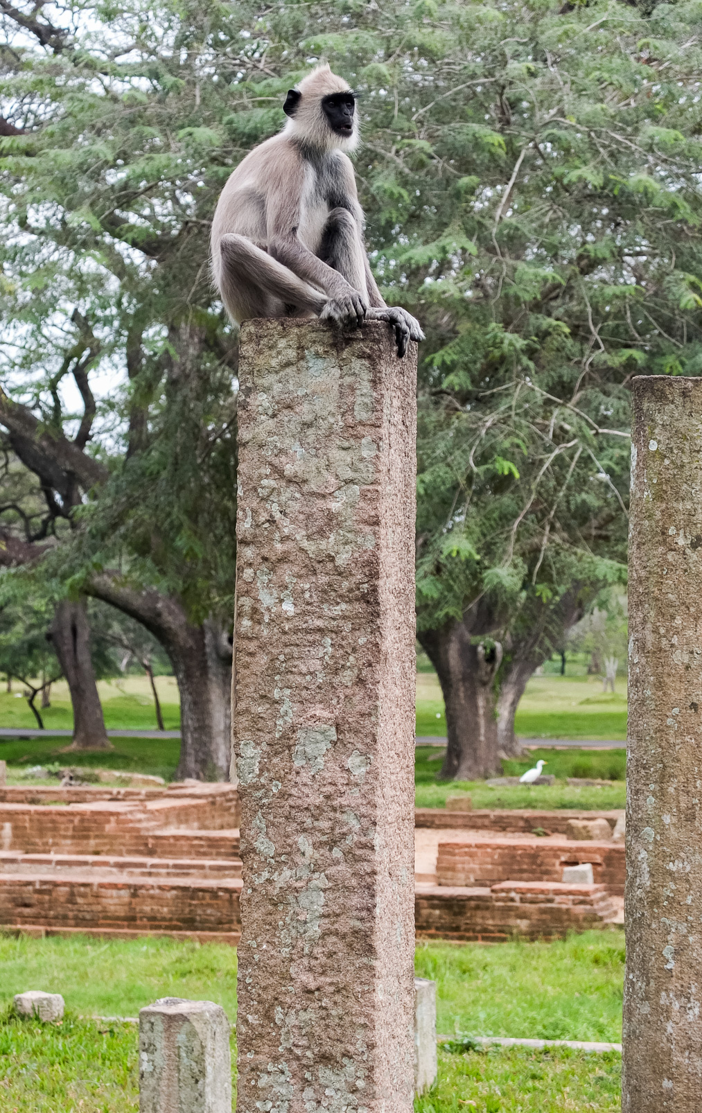 Site de Anuradhapura. Le site est également un grand parc parsemé de ruines et de vestiges en tout genre.