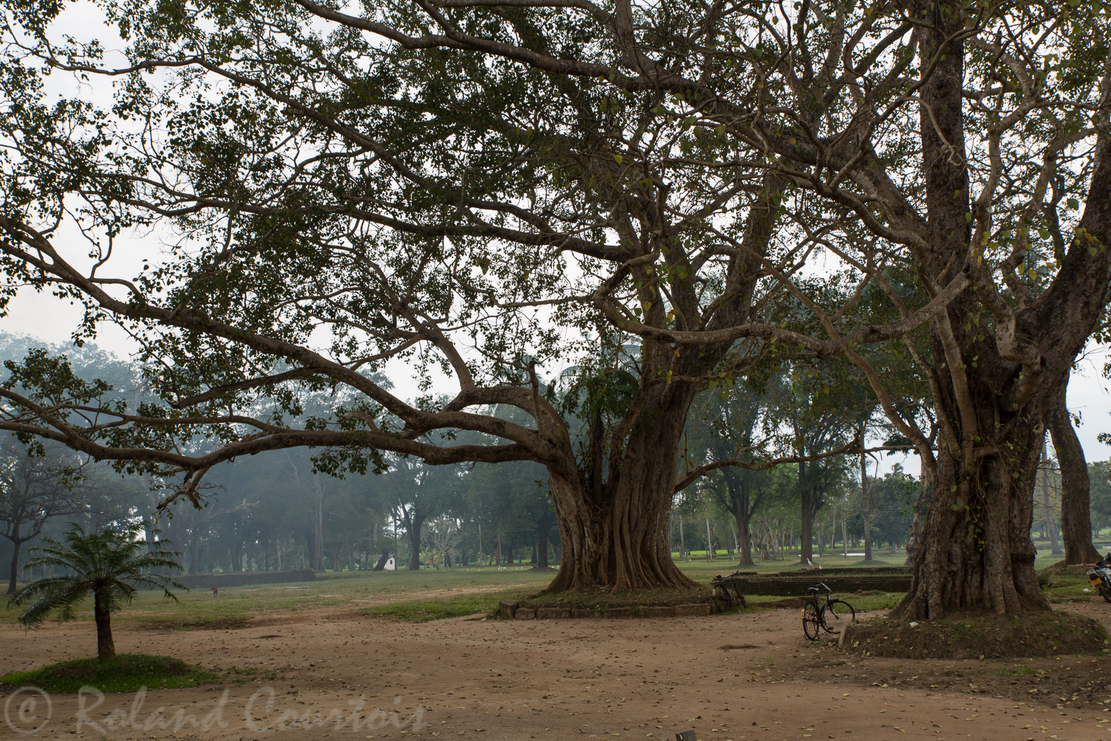 Site de Anuradhapura. Entrée du site et arbre majestueux.