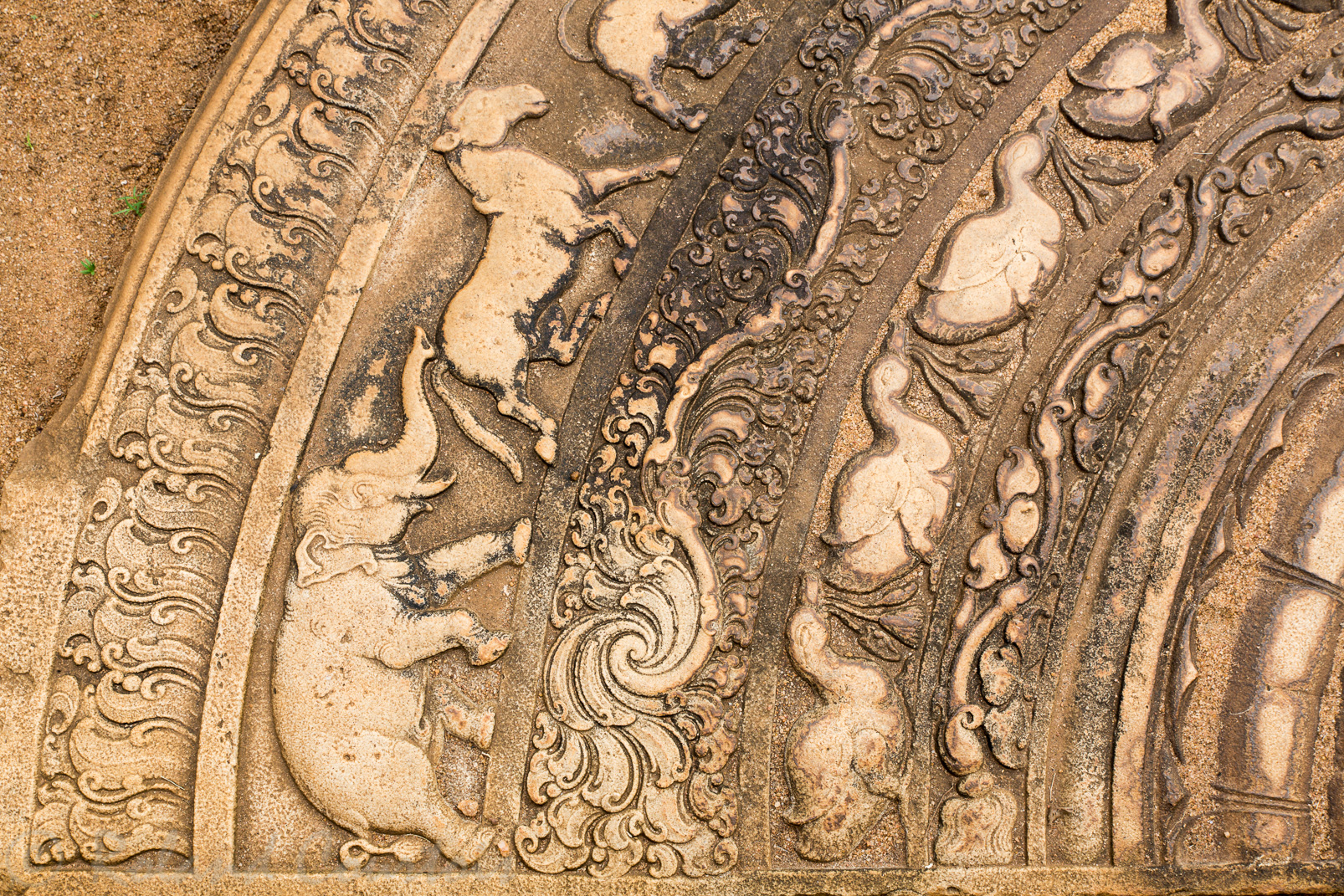 Mahasena's Palace. Détails de la pierre de lune: les animaux (éléphant, cheval, lion, buffle) représentent la souffrance sous ses 4 formes (naissance, vieillesse, maladie, mort).