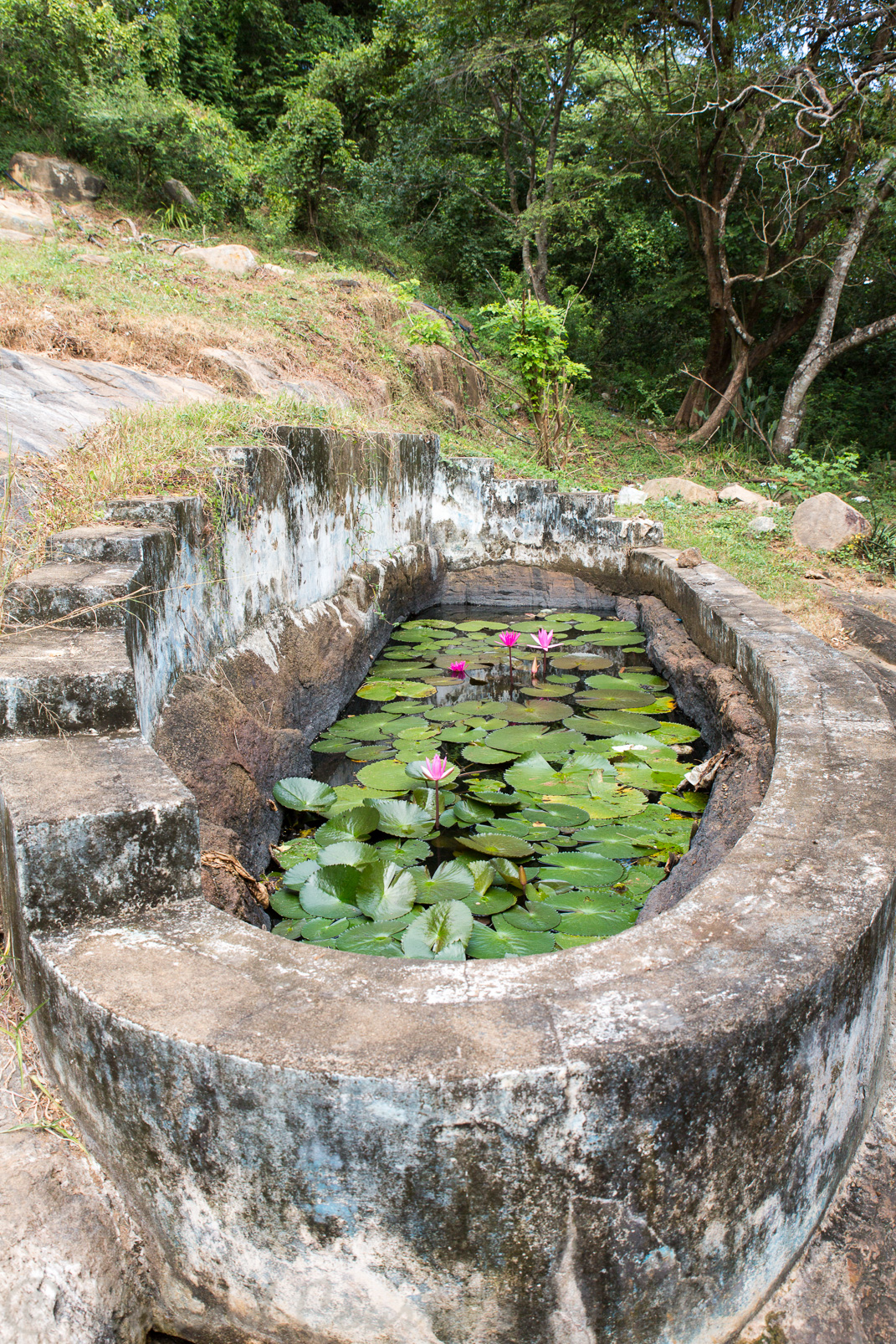 Au pied du Bouddha d'Avukana un bassin avec des lotus.