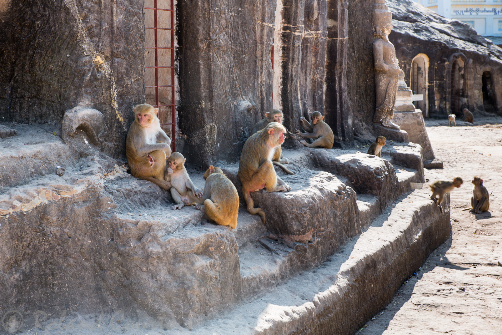 Les grottes sculptées de Hpowintaung, refuge apprécié par ces singes
