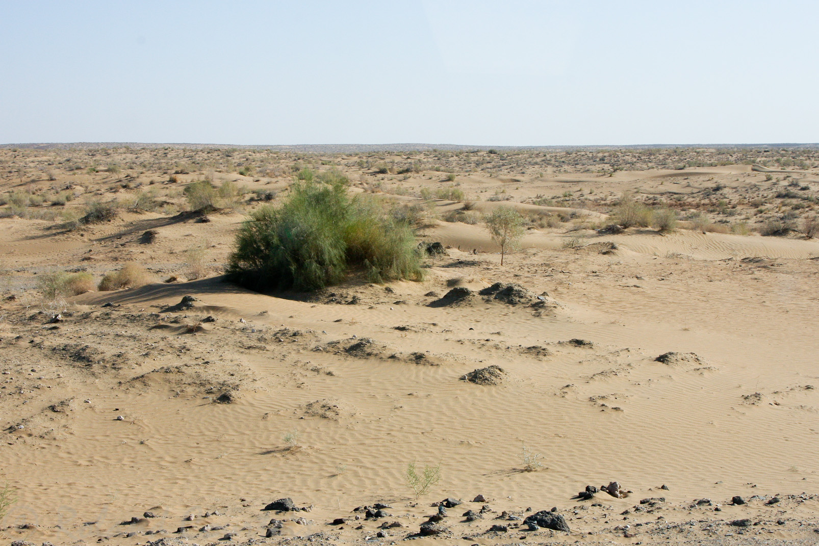 En dehors des villes et des vallées de l'Amou Daria et du Sir Daria, la steppe est partout.