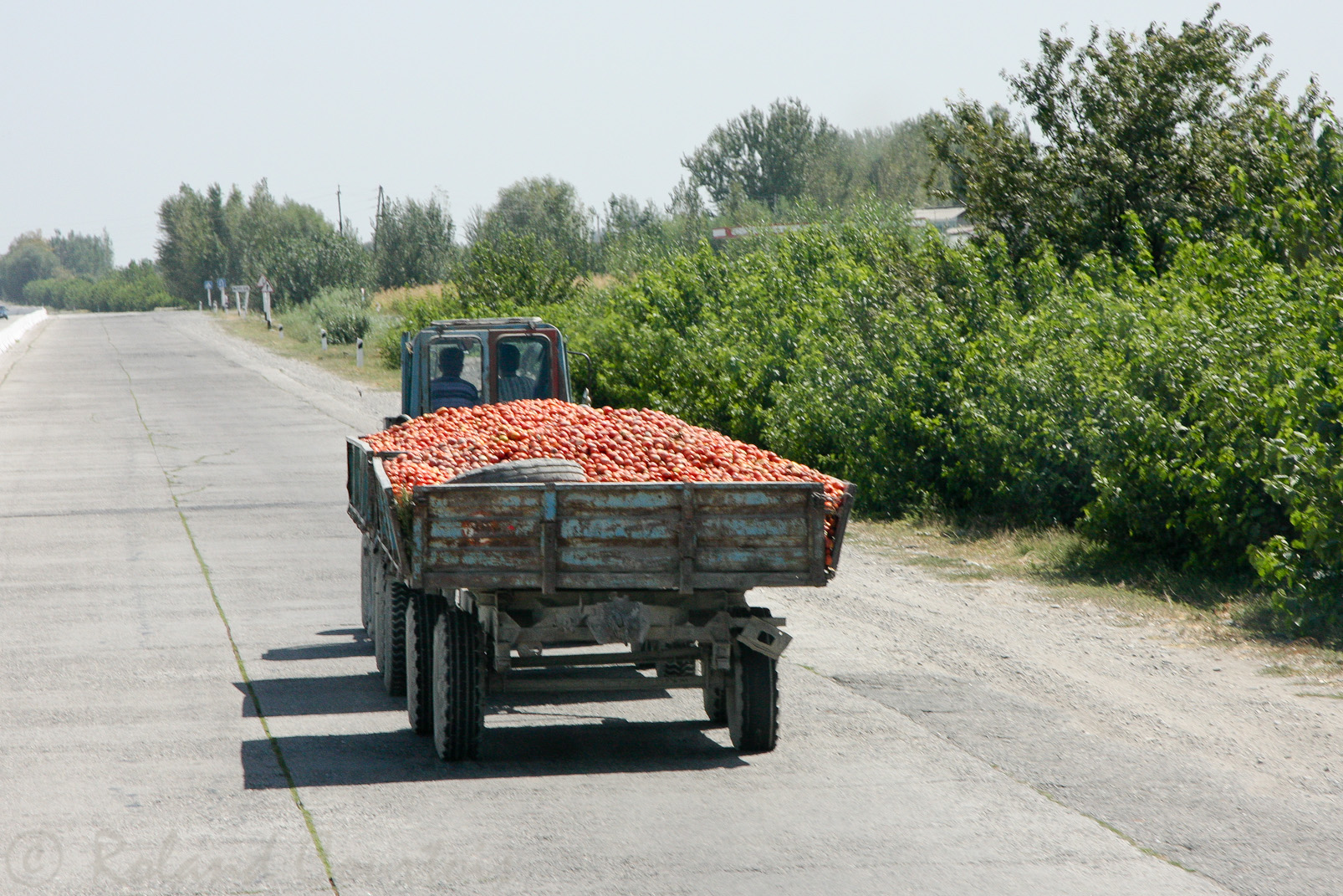 Transport de tomates vers le marché.