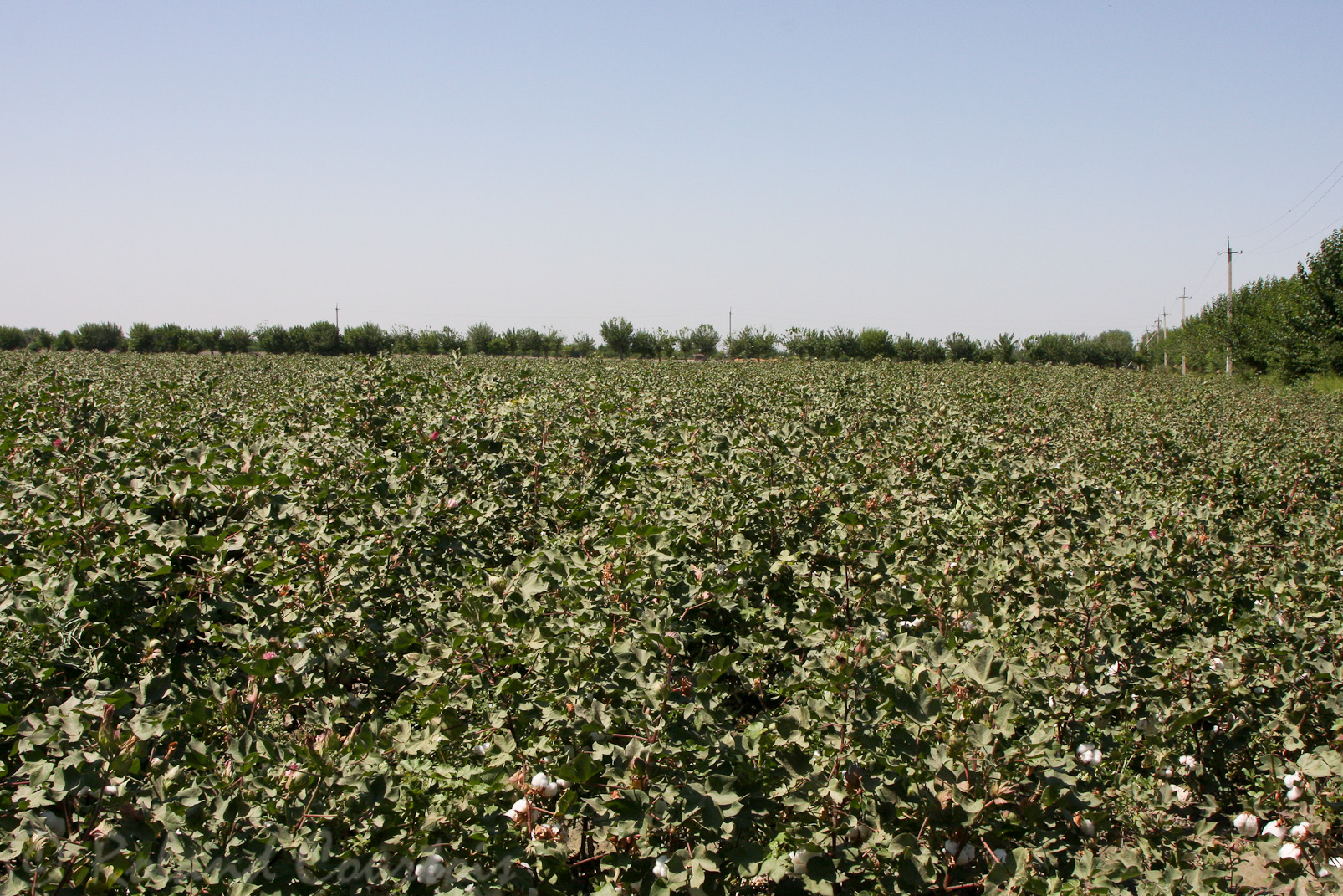Les champs de coton sont irrigués à partir de la rivière Amou Daria , ce qui a provoqué l'assèchement de la mer d'Aral.