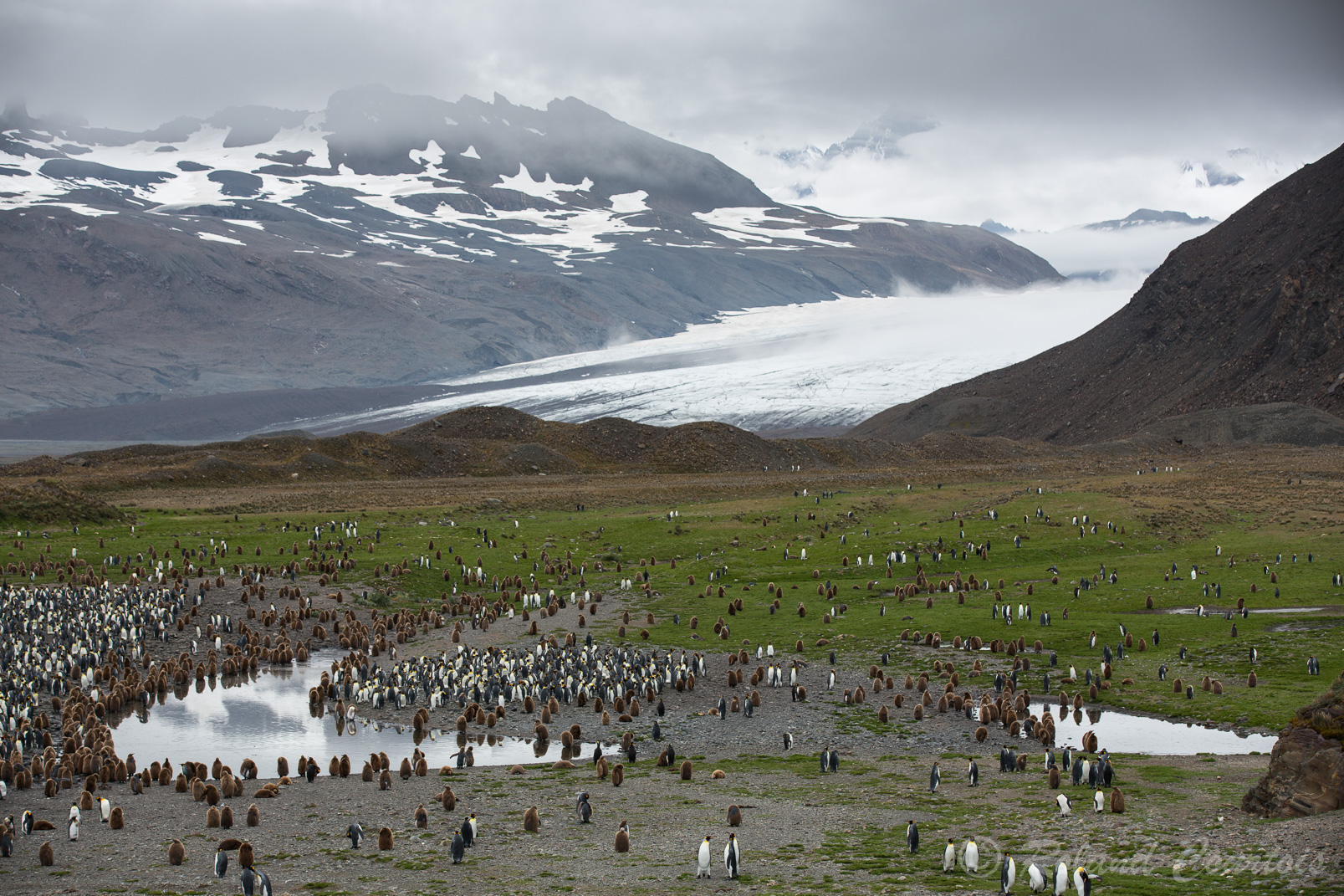 Au pied d'un glacier, des centaines de manchots royaux, poussins et adultes sont en pleine mue.