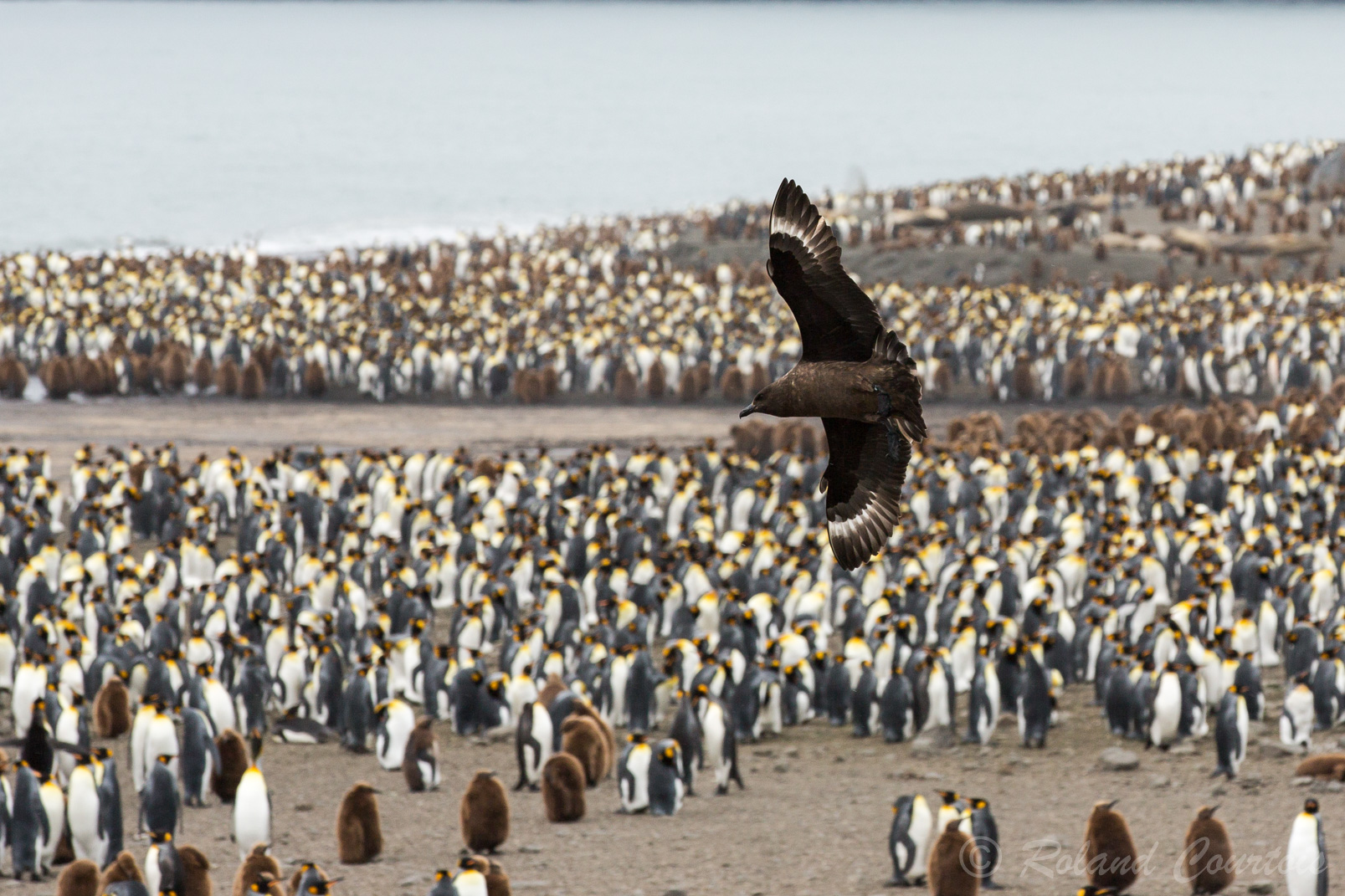 Le Labbe antarctique est un grand prédateur et un oiseau opportuniste.