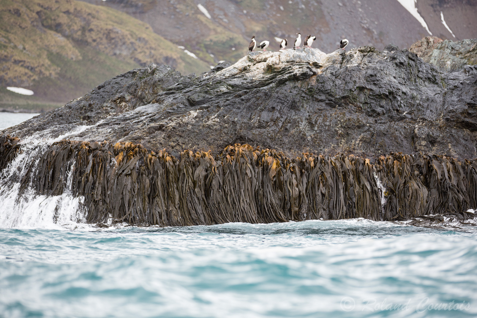Ces algues marines accrochées aux rochers font plusieurs mètres de longueur.