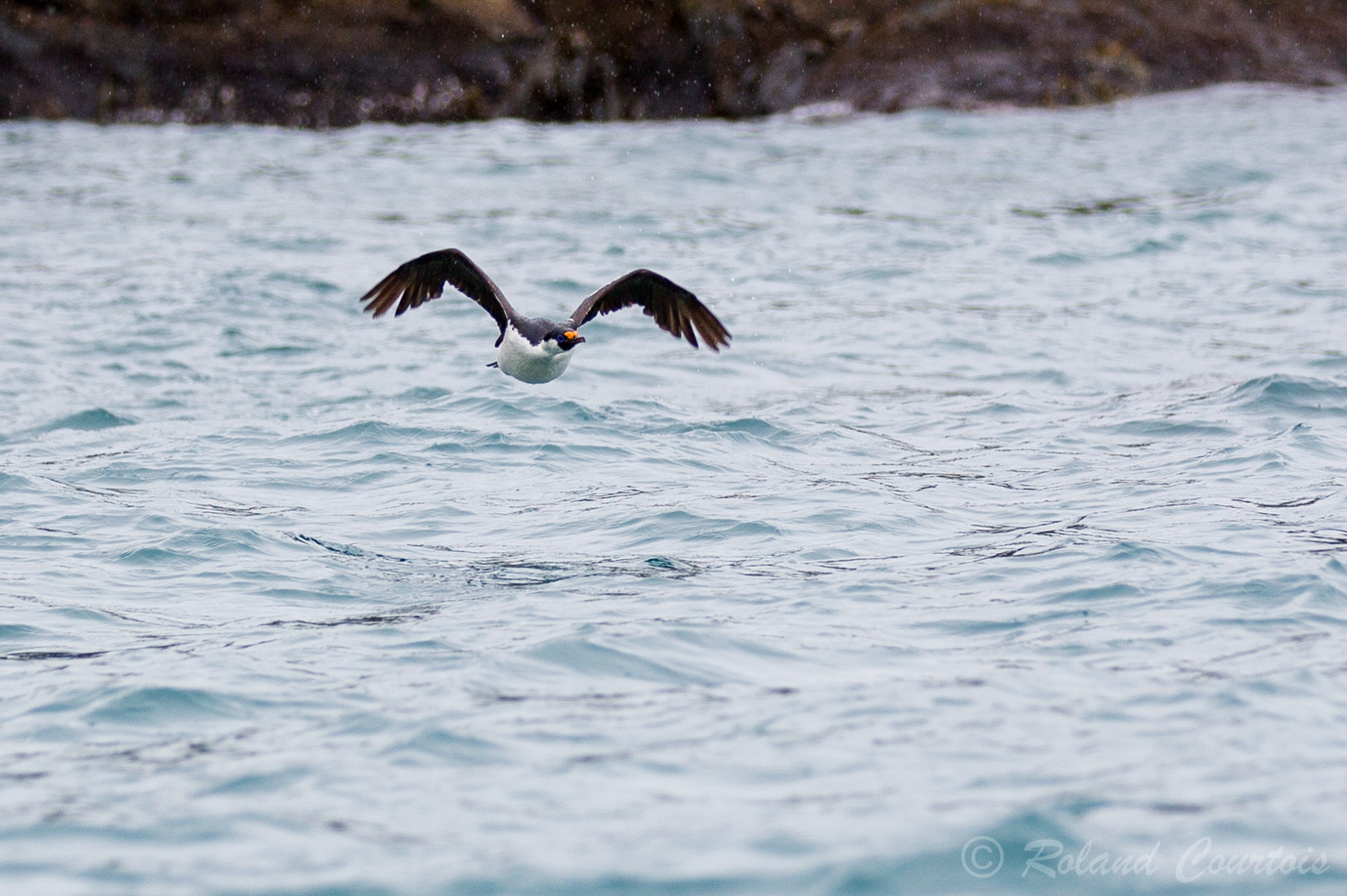 Le Cormoran impérial a un comportement en vol très caractéristique. En effet il bat très vivement de ses ailes ce qui étonne souvent pour un oiseau marin.