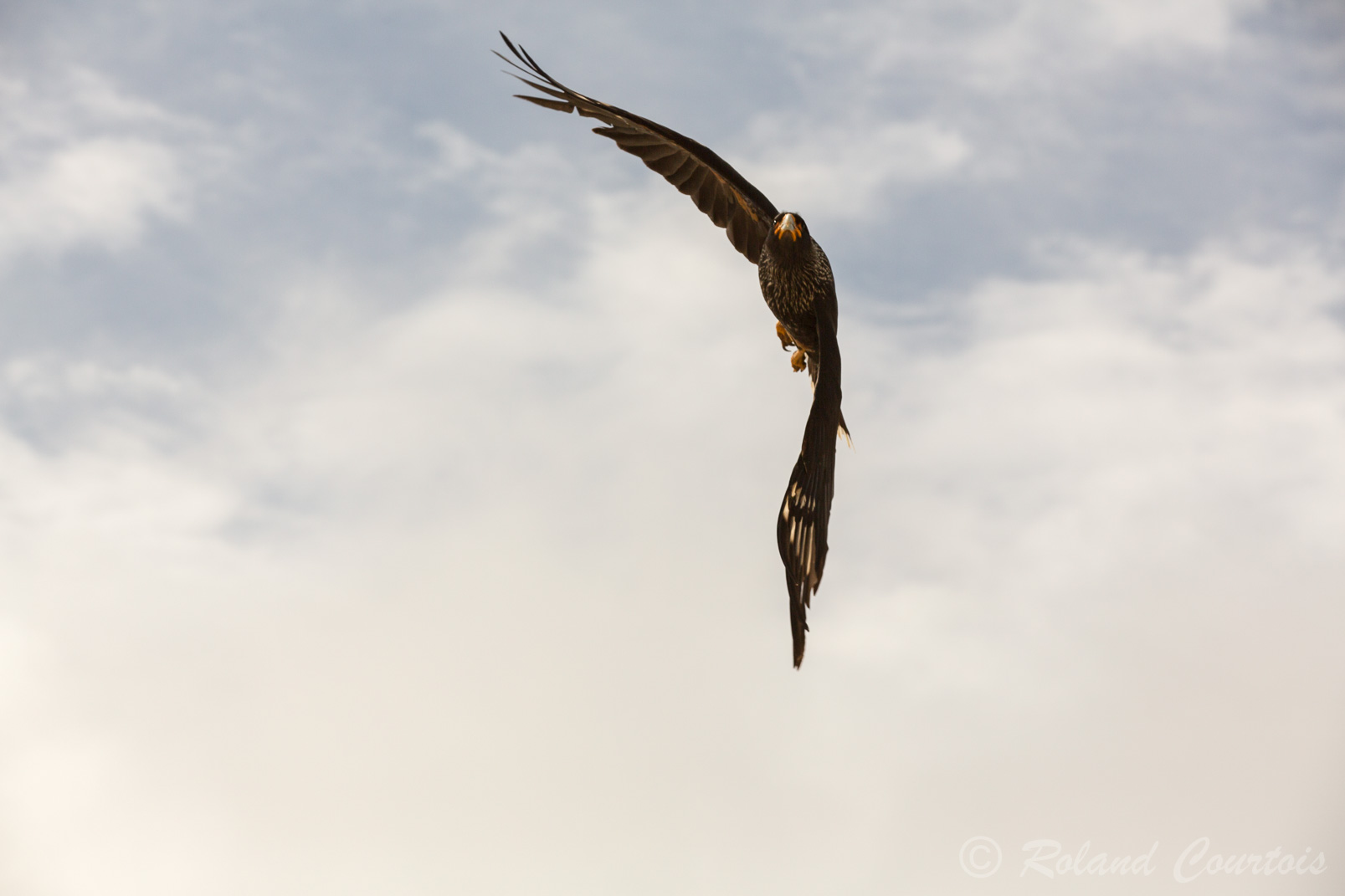 Le Caracara austral a un vol puissant et rapide, effectué avec des battements réguliers et énergiques.