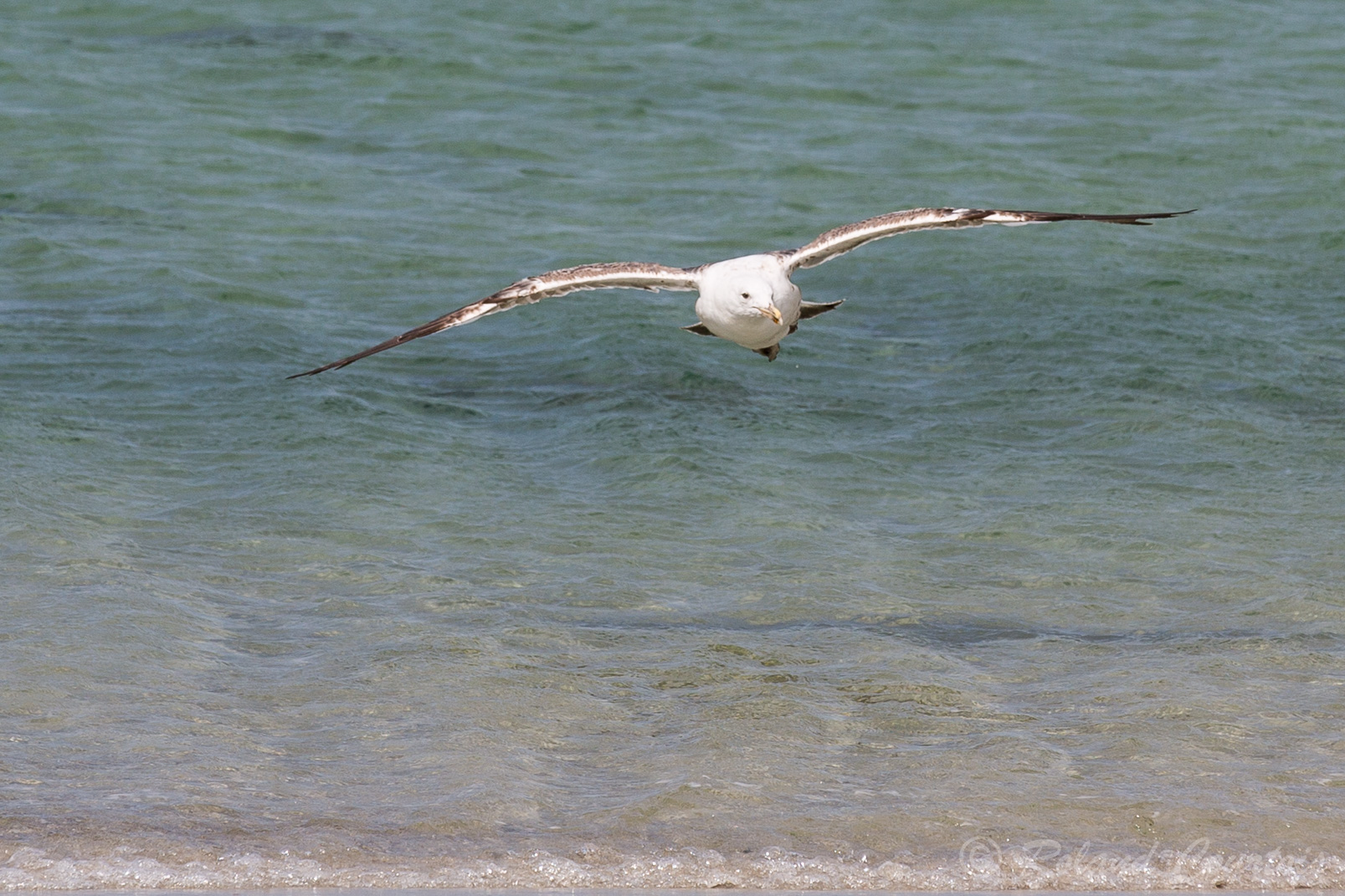 L'Albatros hurleur a la plus grande envergure de tous les oiseaux, avec une moyenne de 3,10 m.