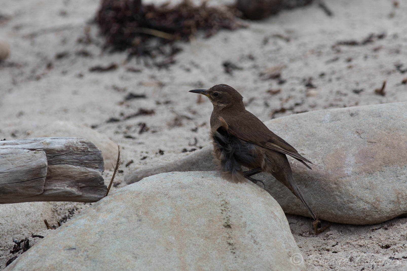 Le Cinclode fuligineux est un oiseau peu timide qui n’hésite pas à sautiller autour des pieds des visiteurs.