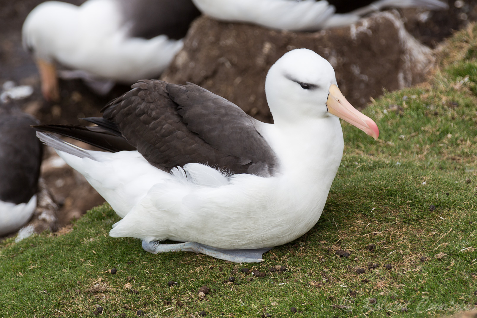 Albatros à sourcils noirs. Ils nichent en colonies parfois très denses.
