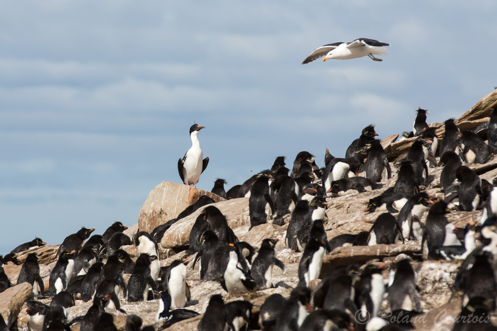 Gorfous sauteurs survolés par un albatros à sourcils noirs et surveillé par un cormoran impérial.