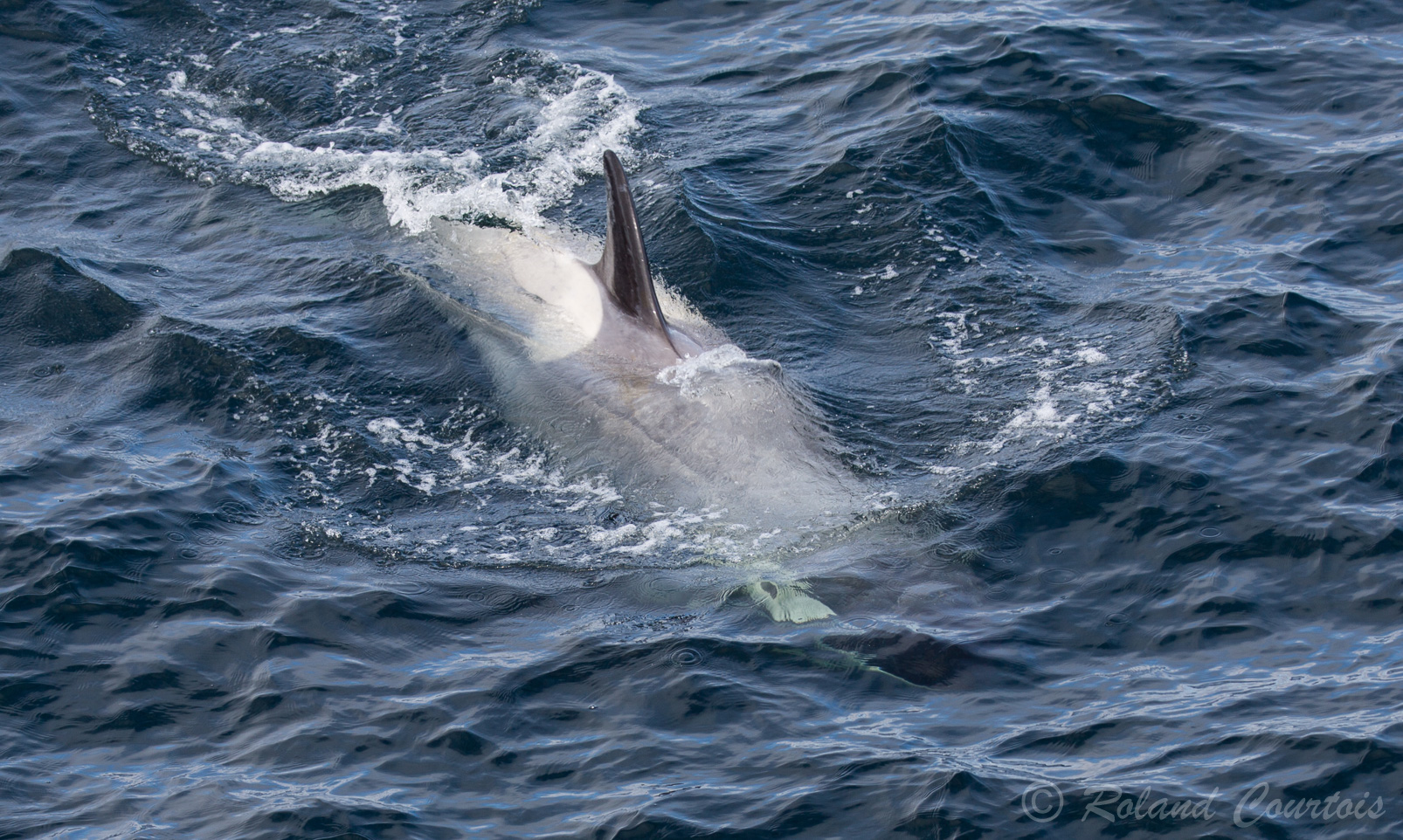 L'orque, ou épaulard, est une espèce de mammifère marin. Les mâles mesurent entre 6 et 9 m de long et pèsent entre 5 et 8 tonnes