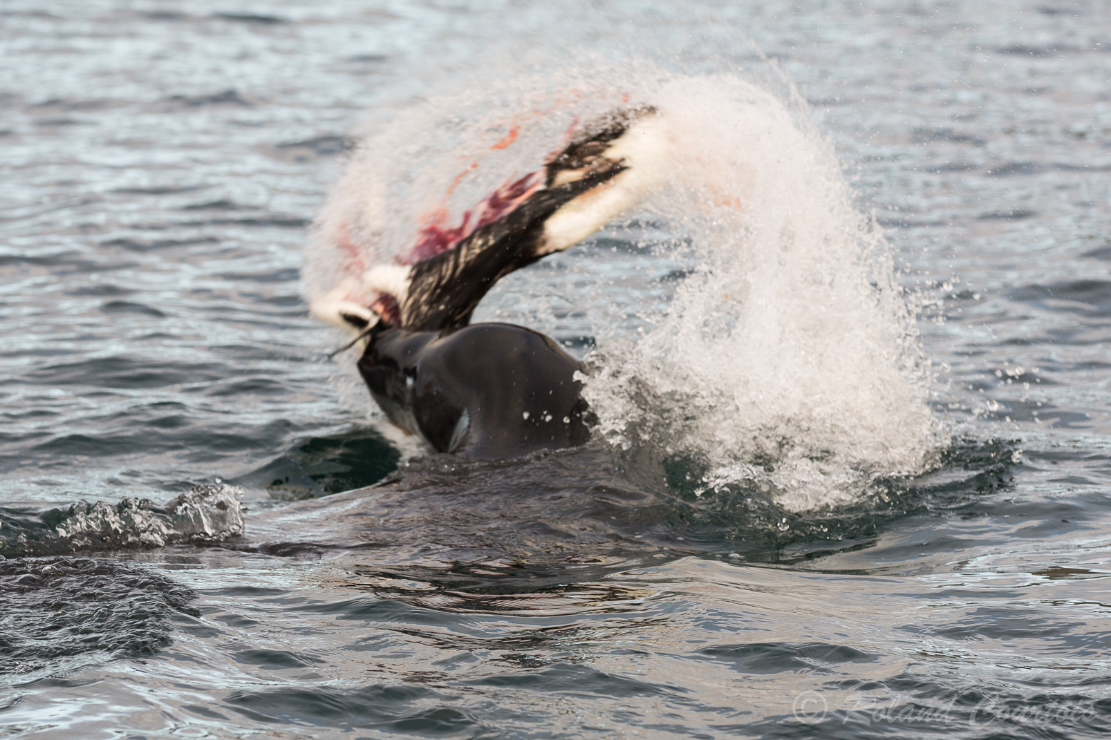 Ce léopard de mer secoue violemment sa pauvre victime pour en extraire la graisse