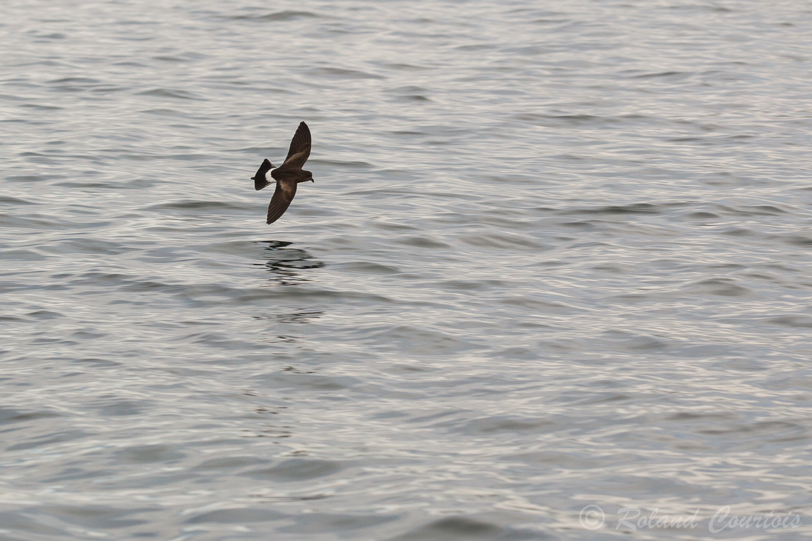 L'océanite de Wilson est un petit oiseau de mer qui a le plus long circuit de migration.