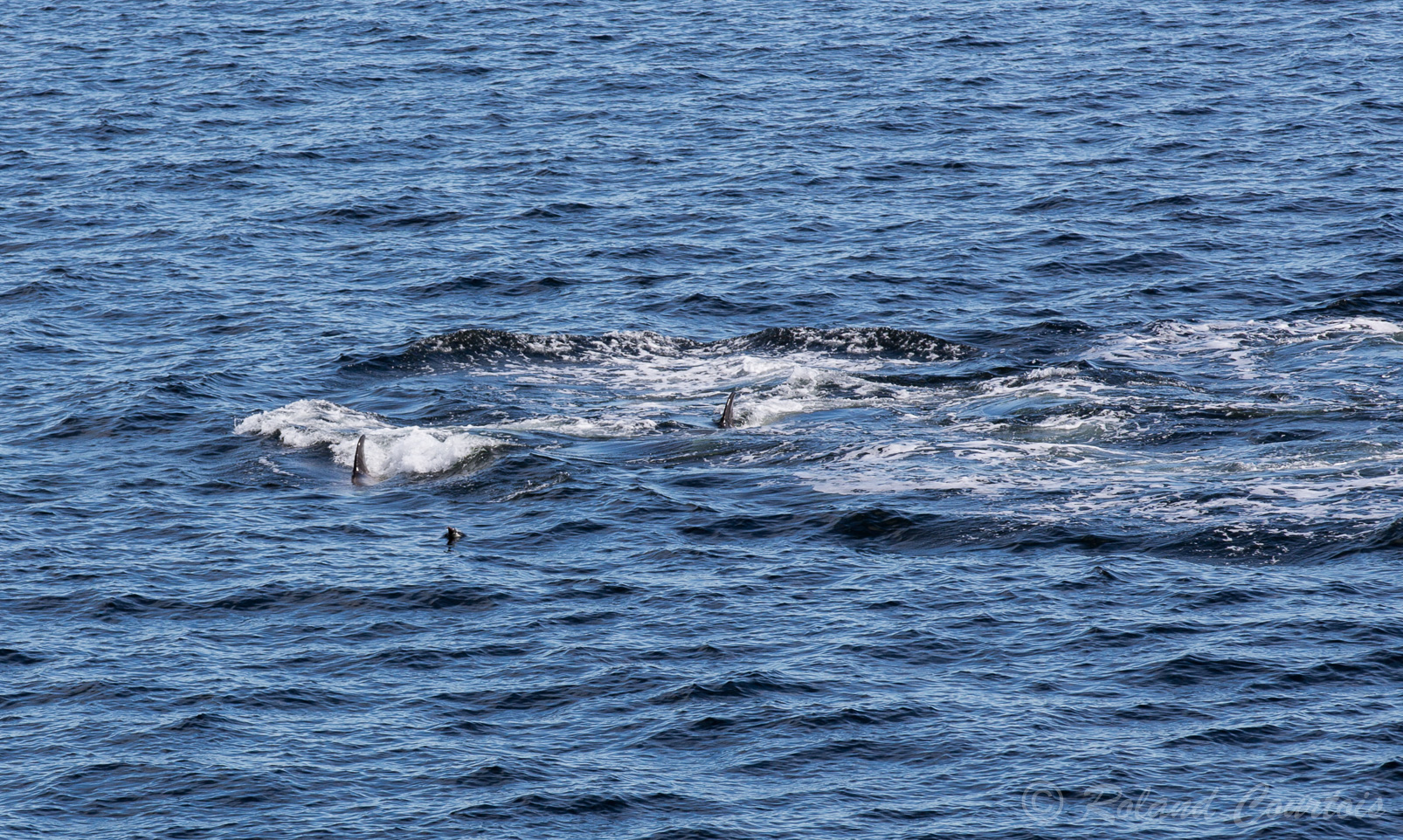 Un groupe d'orques poursuit un manchot Adélie.