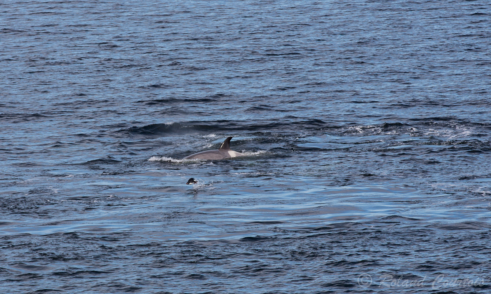 L'orque est considéré comme un super-prédateur.