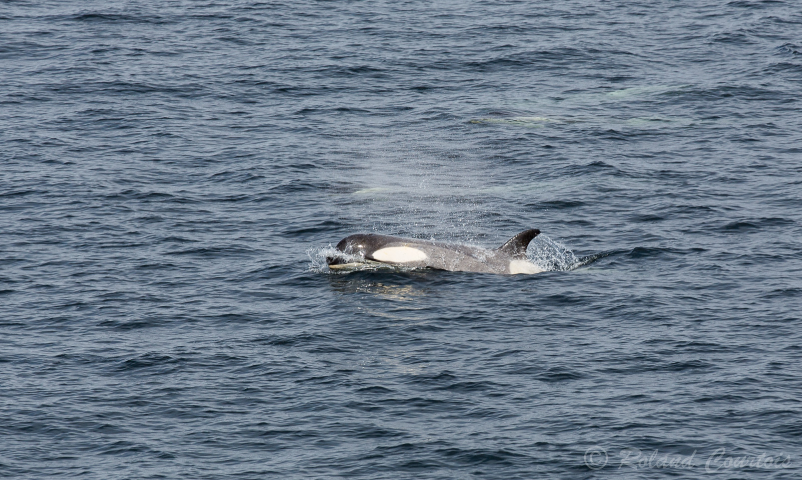 Les orques ont une apparence caractéristique avec un dos noir, un ventre blanc et une tache blanche derrière et au-dessus de l’œil.