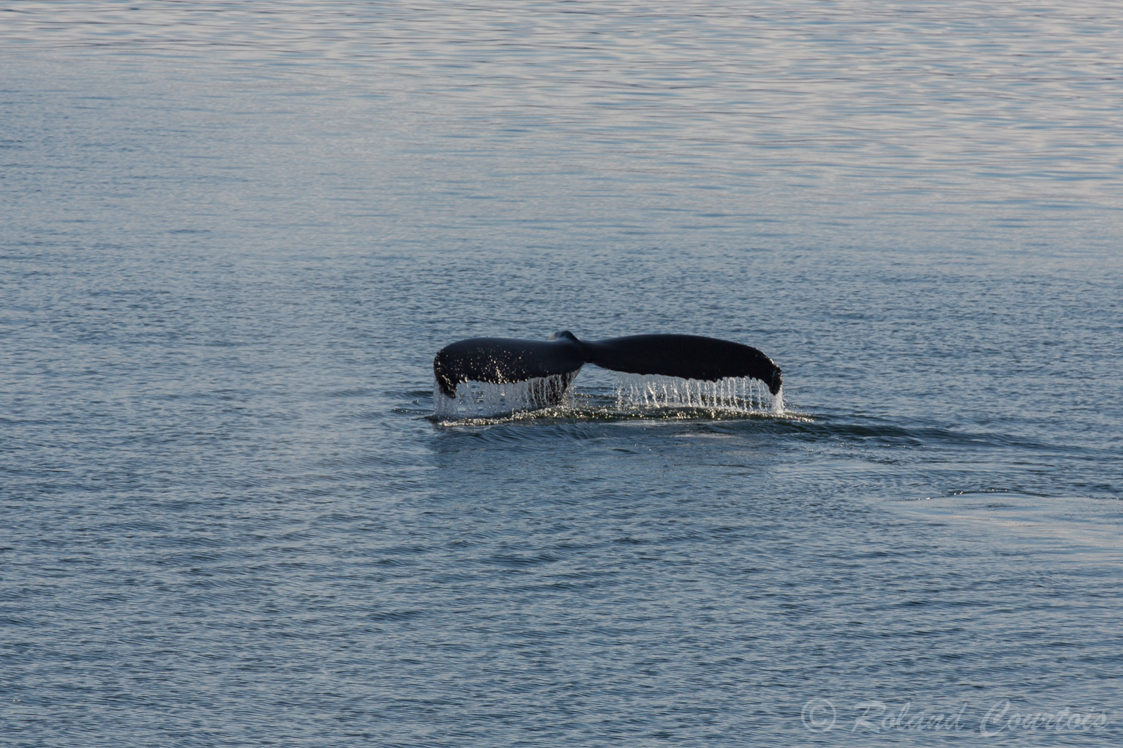 Baleine à bosse en train de plonger.