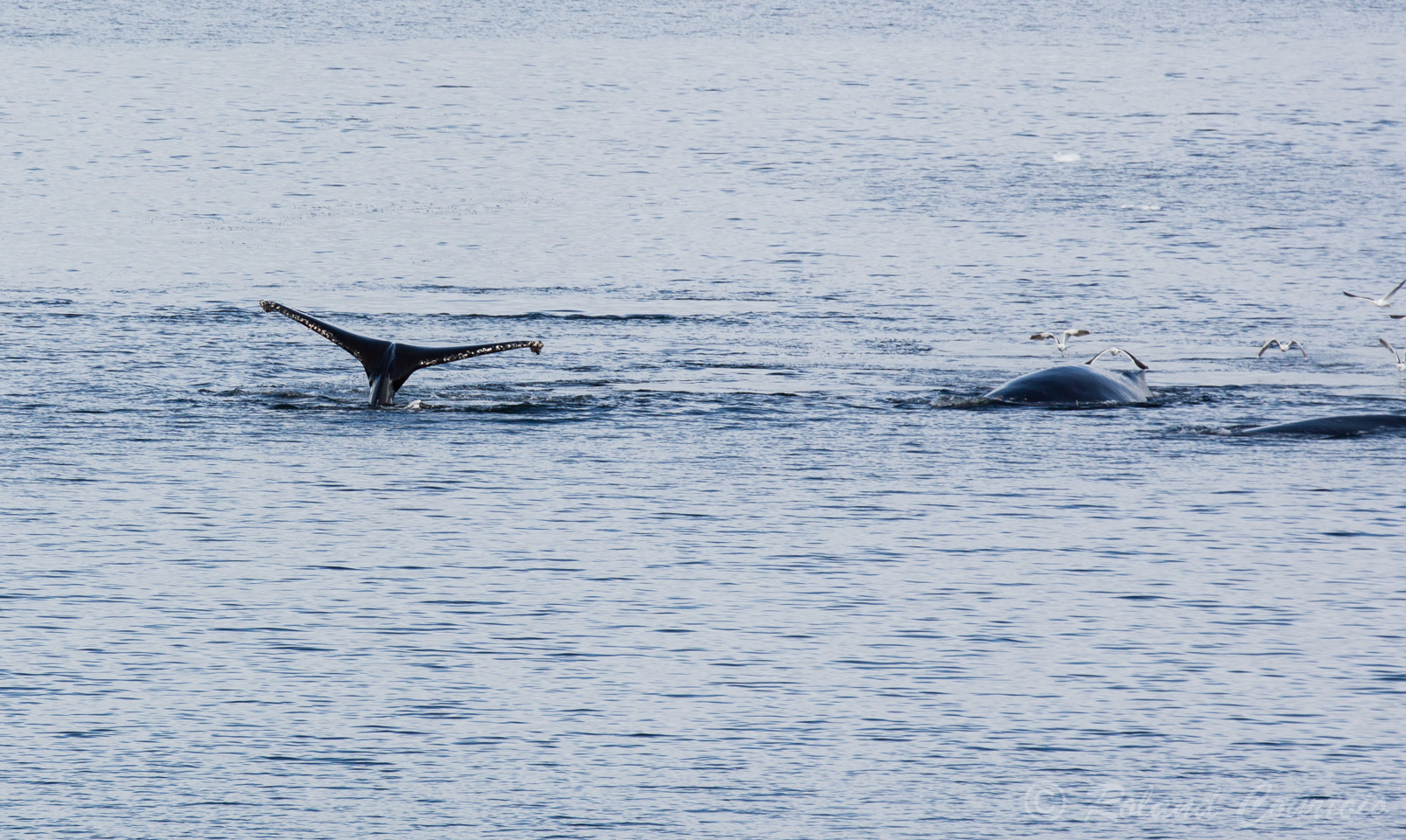 .... sort largement hors de l’eau quand la baleine plonge en profondeur.