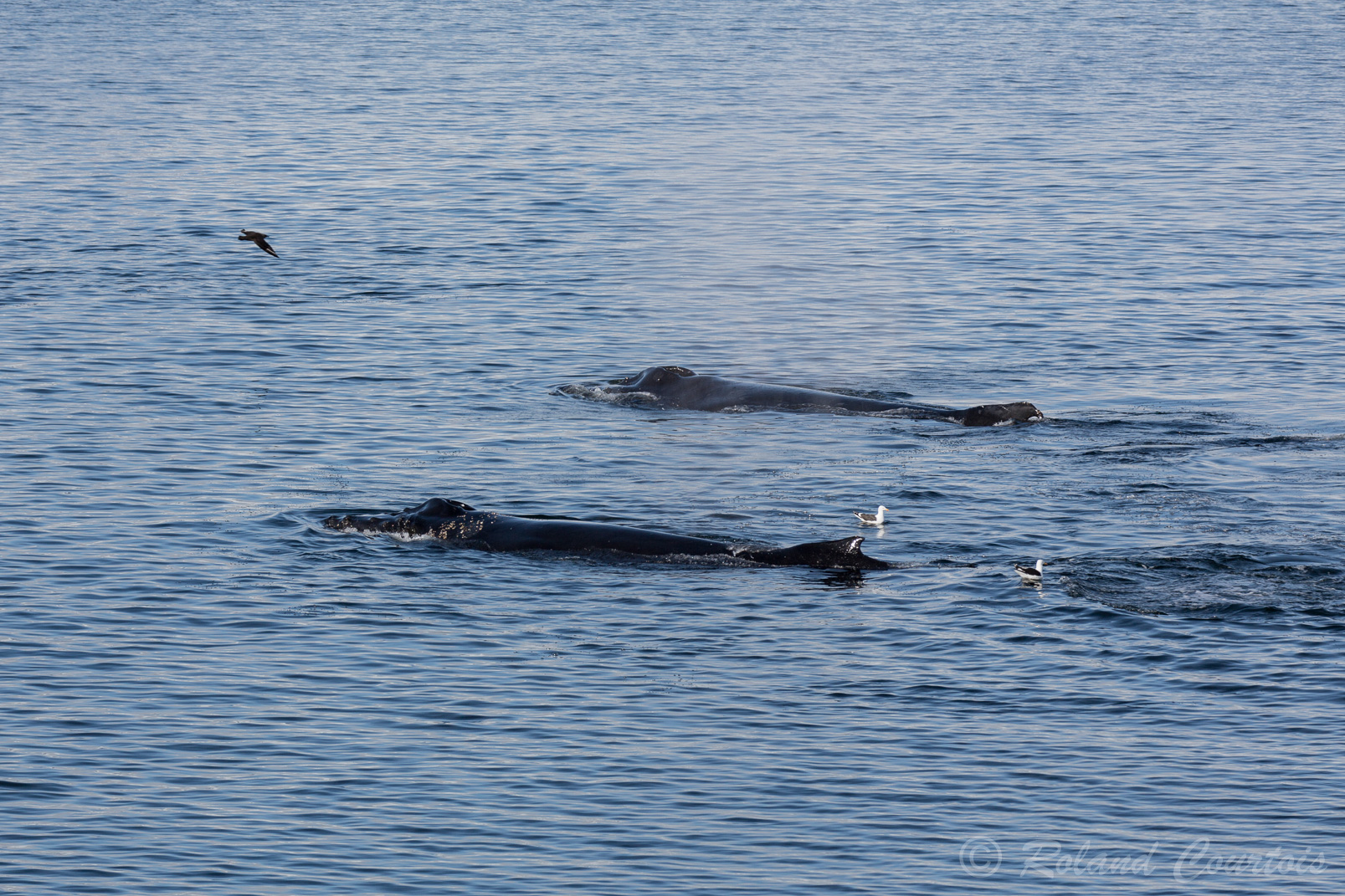La baleine à bosse est une espèce de cétacé à fanons.