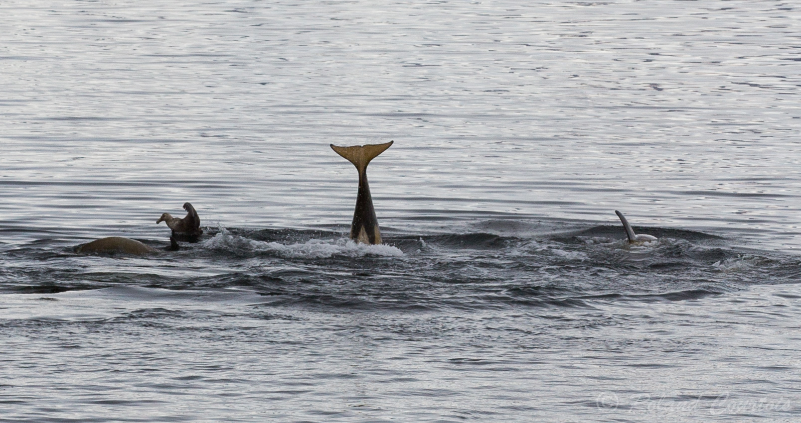 Scène inédite dans le Détroit de Gerlache: des orques jouent avec un pétrel géant.