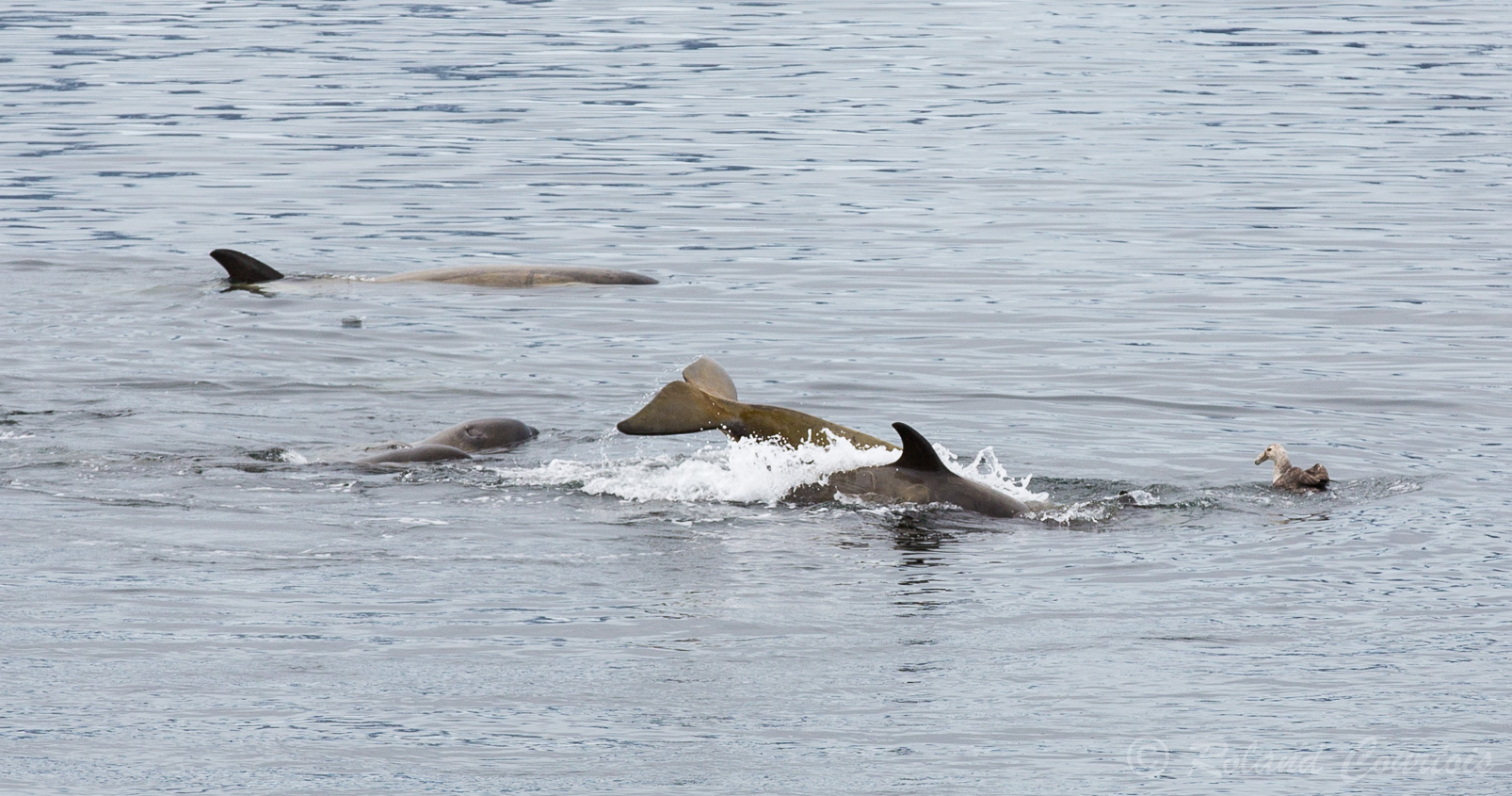 Scène inédite dans le Détroit de Gerlache: des orques jouent avec un pétrel géant.