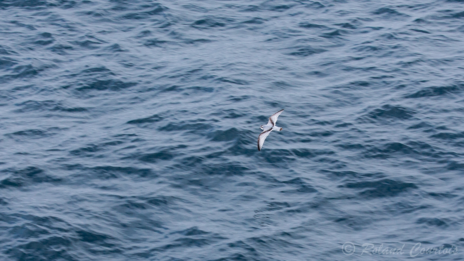 Le Prion de la Désolation est un oiseau marin qui se distingue par une marque en forme de M sombre en travers de la partie supérieure des ailes. La queue est grise ou bleu-gris avec une large extrémité noire.